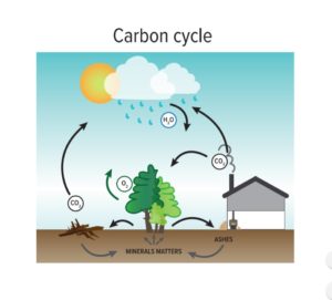 The Carbon Cycle